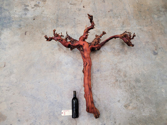 Domaine Carneros Grape Vine Art From made from retired Napa Pinot Noir grapevine 100% Recycled + Ready to Ship! 011824-2