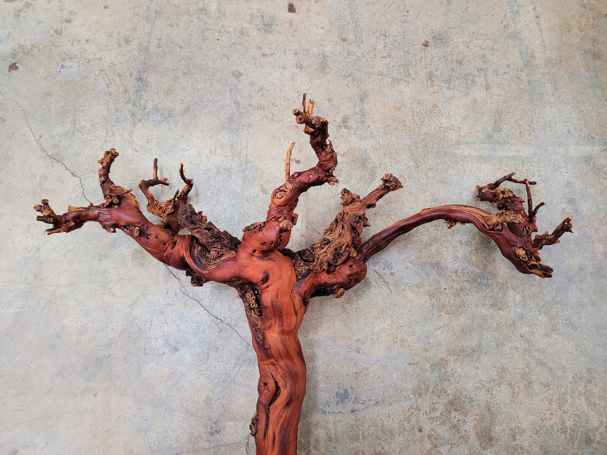 Domaine Carneros Grape Vine Art From made from retired Napa Pinot Noir grapevine 100% Recycled + Ready to Ship! 011824-2