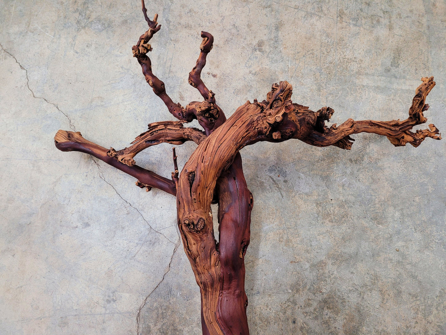 Domaine Carneros Grape Vine Art From made from retired Napa Pinot Noir grapevine 100% Recycled + Ready to Ship! 011824-3